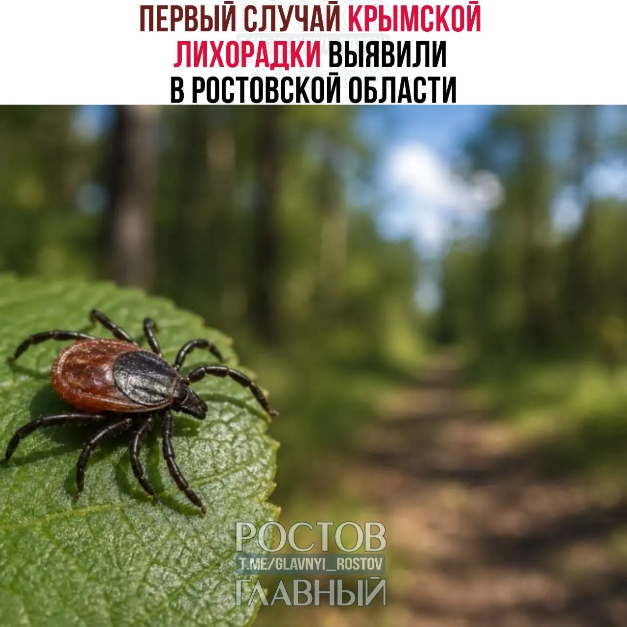 Мужчина заразился после того, как раздавил клеща руками без защиты. В регионе продолжают обработку территорий; с начала сезона на укусы пожаловались более 1 000 человек, почти половина — дети.