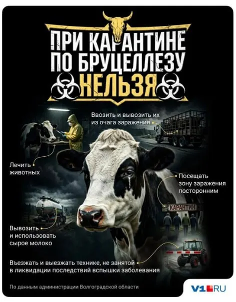 В Иловлинском районе введён карантин: проверили более 600 голов скота, 51 оказался заражён — часть животных отправлена на убой, угрозы заражения людей не зафиксировано.
