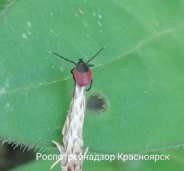 С начала сезона зарегистрировано свыше 43 тысяч обращений по укусам клещей. Власти проводят акарицидную обработку; основная профилактика — вакцинация и индивидуальные средства защиты.