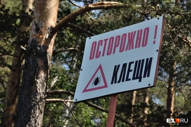 С начала эпидемического сезона в Приморском крае более 1,6 тыс. человек обратились в медучреждения после укусов клещей. Из подвергшихся экспресс‑диагностике паразитов 42,2% дали положительный результат — чаще всего выявляли риккетсиоз.