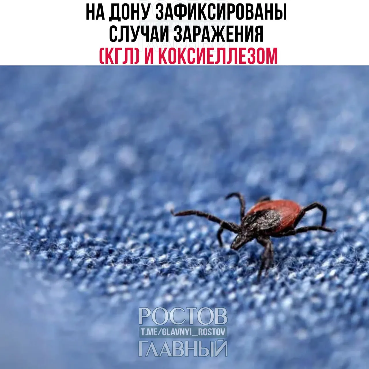 В нескольких районах Ростовской области за последнюю неделю зарегистрировали случаи крымской геморрагической лихорадки (КГЛ) и коксиеллеза. Все пациенты заразились через укусы клещей; с начала сезона пострадали почти 1,5 тысячи человек, более 40% — дети до 14 лет.