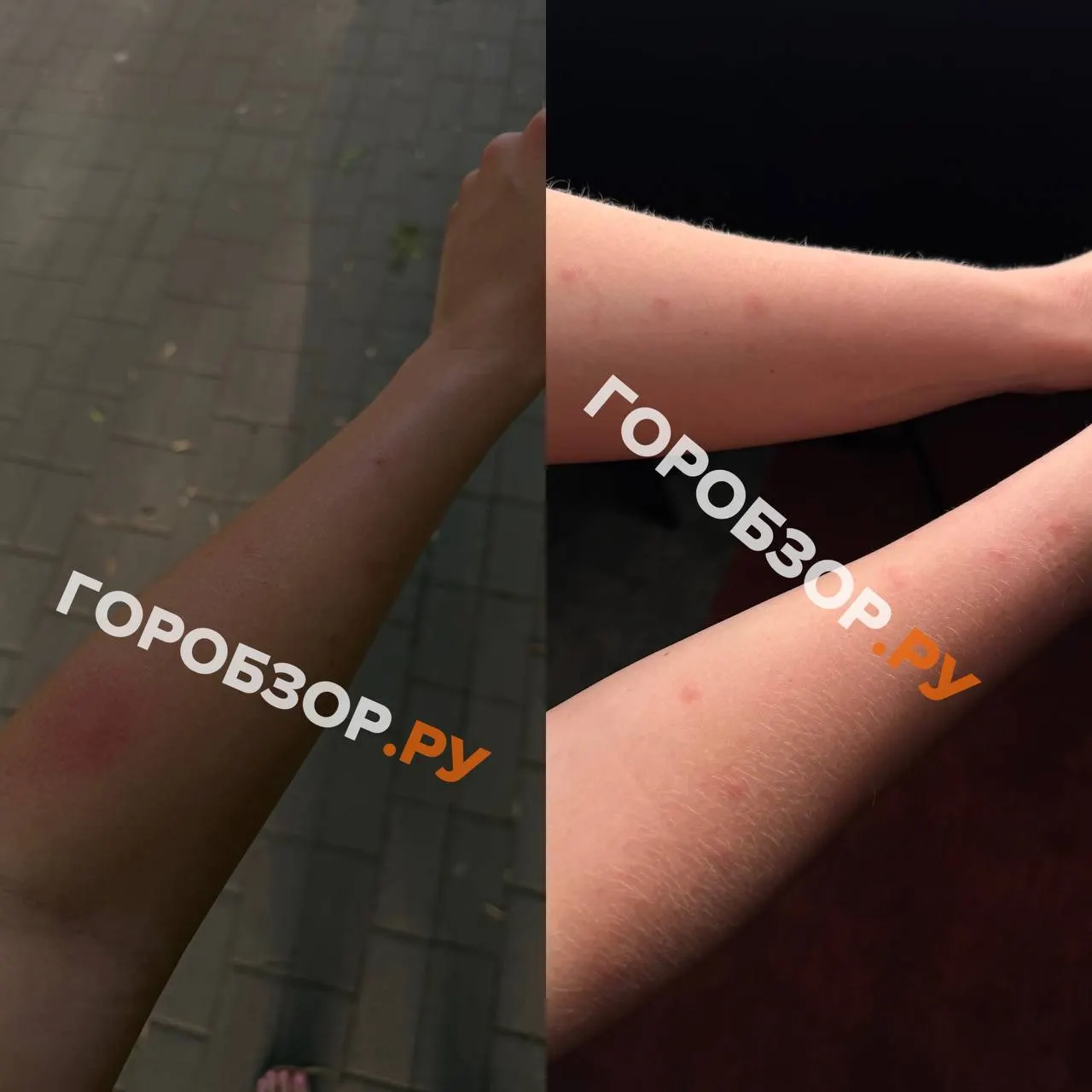 Снежная зима, ранняя оттепель и аномальное тепло создали благоприятные условия для массового размножения комаров. Эксперт объясняет, от чего это зависит и какие риски для экосистемы и здоровья несёт вспышка численности насекомых.