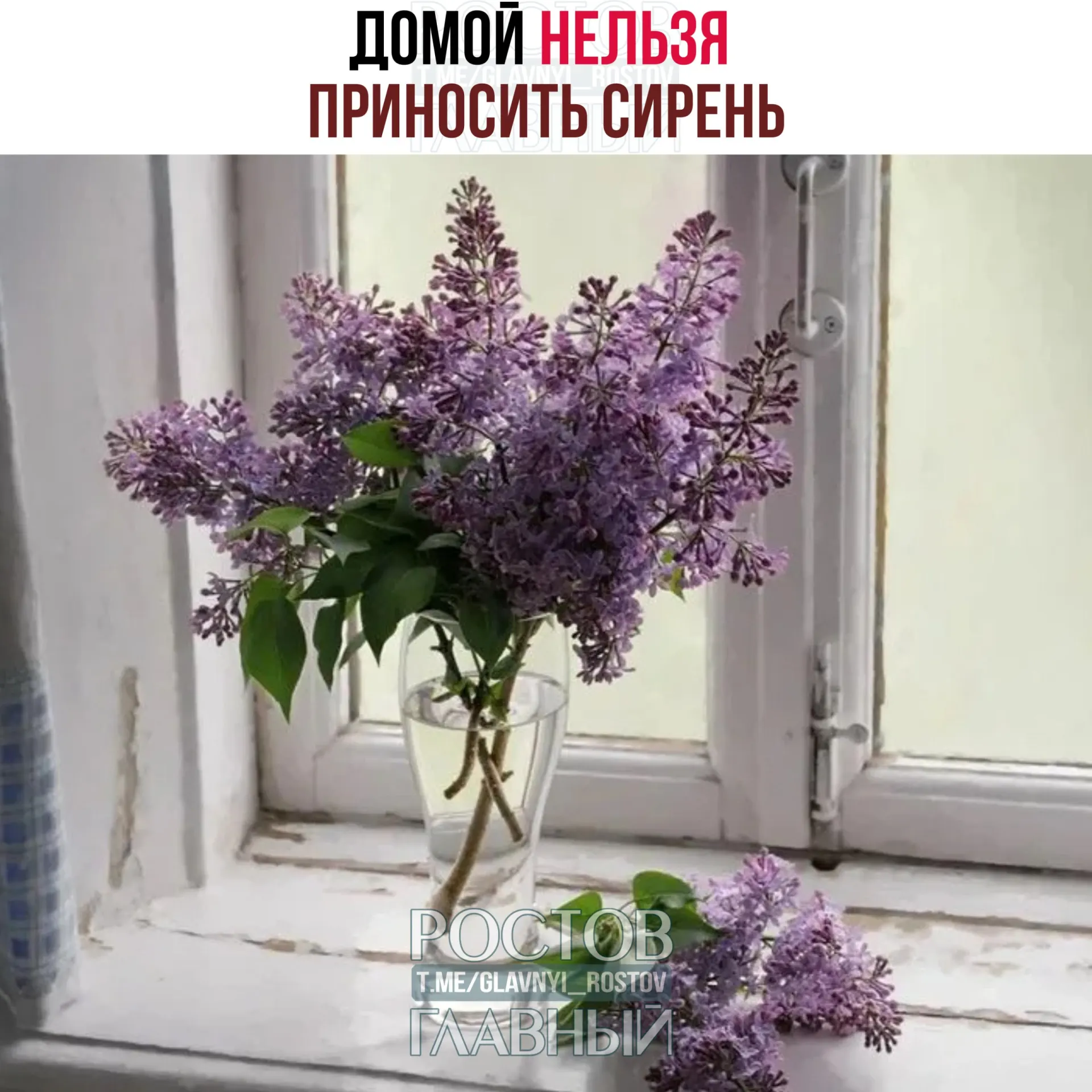 Ботаники советуют не приносить сирень домой, особенно в спальню: сильный аромат может провоцировать головную боль, бессонницу и аритмию, а в редких случаях — ухудшение зрения. Причина — вещество сирингин в листьях и соцветиях.