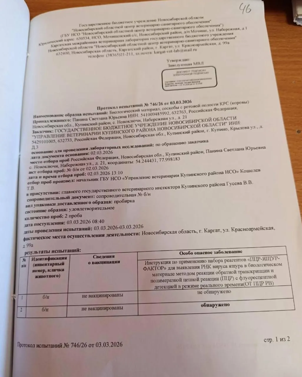 Власти подтвердили ящур у фермерши из села Новоключи: спустя десять дней весь ее скот усыпили. По сведениям источников, о вспышке могли умолчать из‑за риска запрета экспорта мяса и молока.