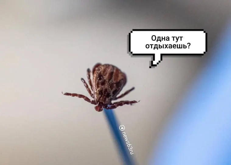 С начала сезона в регионе зарегистрировали 945 случаев присасывания клещей: у 76 насекомых обнаружили ДНК боррелиоза, один образец оказался переносчиком клещевого энцефалита.