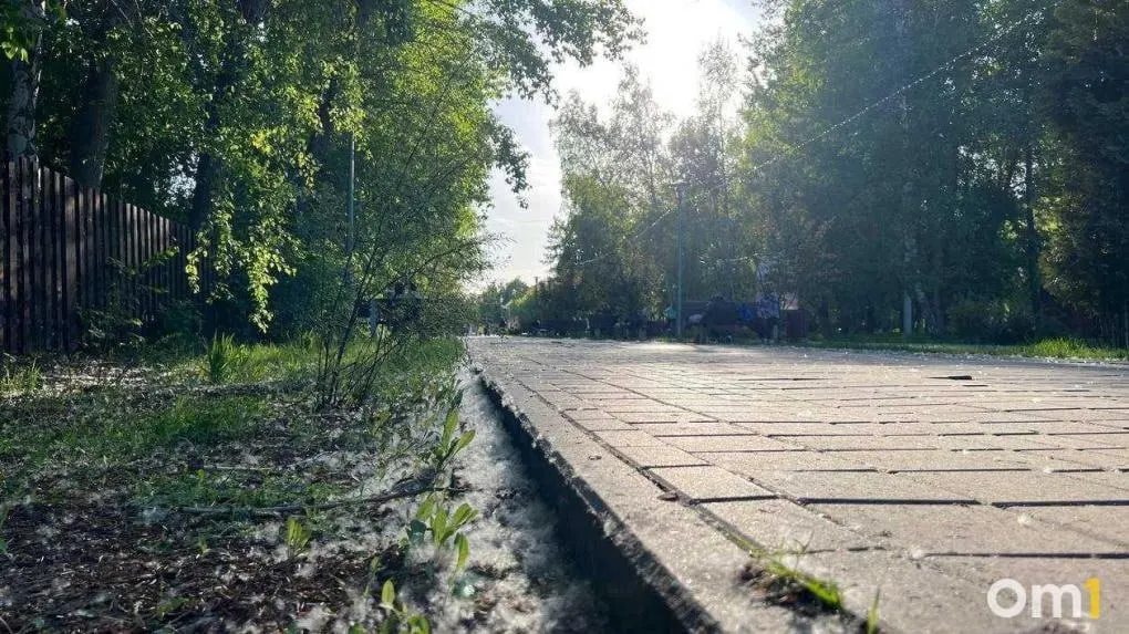 После майских праздников в Омске заметили массовые скопления тополиного пуха. Он может вызвать аллергические реакции и легко воспламеняется — простые меры предосторожности помогут снизить риски.