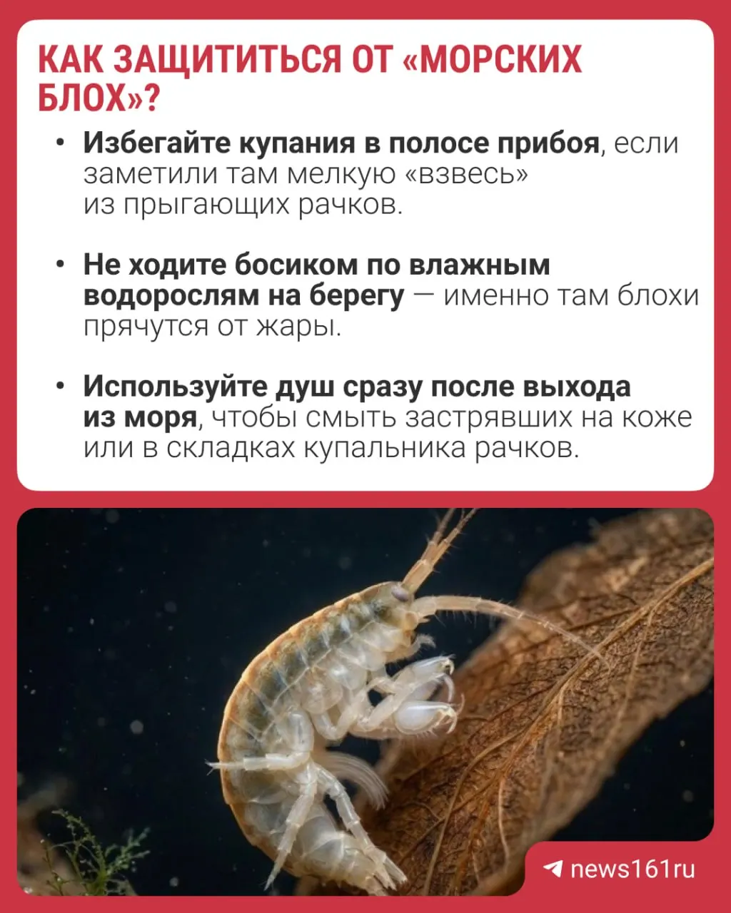 Жители Ейска и Таганрога терпят зудящие пятна после купания. Учёные ЮФО предполагают, что вспышка агрессивного бокоплава дикерогаммаруса из Каспийского моря может вызывать болезненные укусы, но подтверждений пока нет.