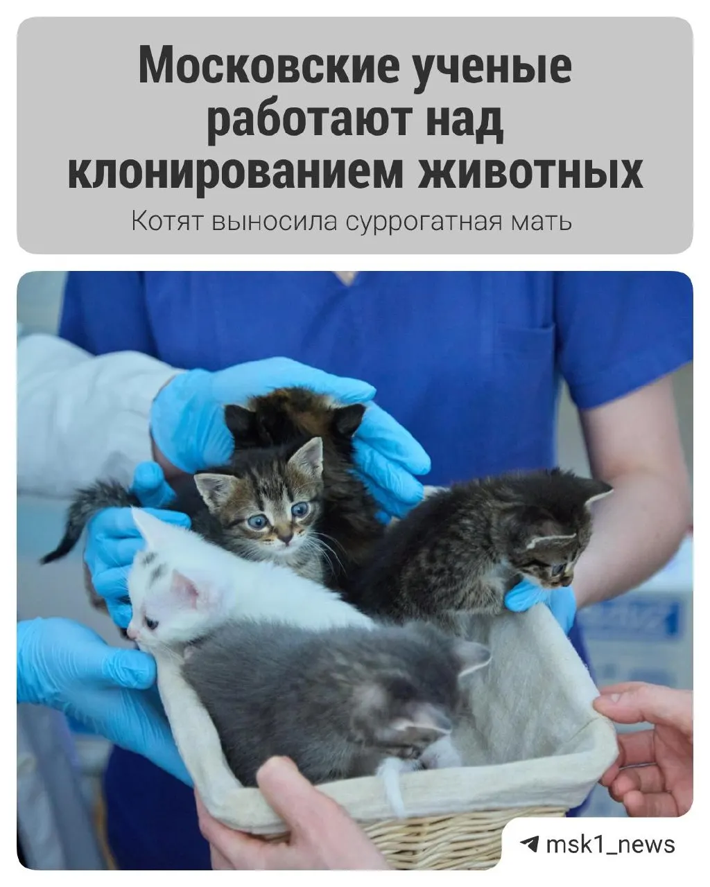 В Московской ветакадемии имени К. И. Скрябина впервые в России родились котята, полученные с помощью эмбриотрансфера. В эксперименте участвовали три кошки (две суррогатные), родилось пять здоровых малышей.