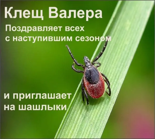 По данным Роспотребнадзора, Карелия признана неблагополучной по клещевому энцефалиту: в 2025 году случаи выросли в 2,1 раза — 4,41 на 100 тыс.; зарегистрировано 22 заболевания, семь из них — у детей.