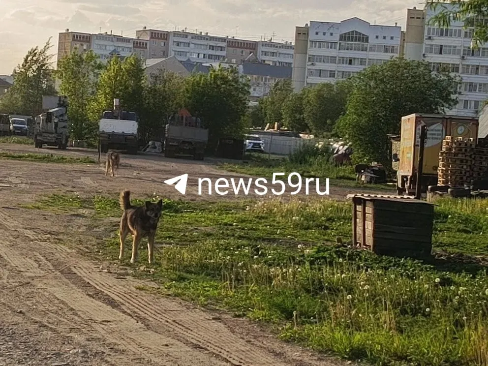 Овчарка оторвала ребёнку икроножную мышцу. Пришитые ткани не прижились, началась гангрена лоскута; ребёнку предстоит пластическая операция и пересадка кожи с бедра и ягодицы.