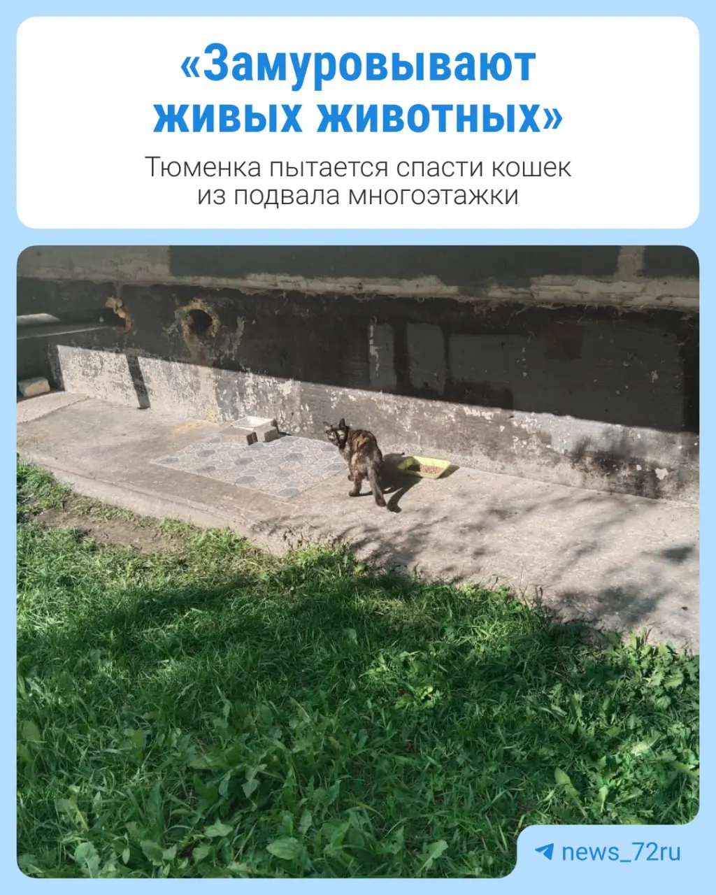 Через отверстия, закрывавшиеся решетками и монтажной пеной, животные выходили наружу; после снятия преград обнаружили больных котят: четверых забрали на лечение, ещё одного котёнка с мамой ищут.