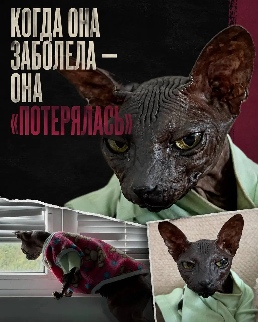 Животное обнаружили жильцы; ветеринары выявили проблемы с молочными железами, требующие диагностики и операции. Сейчас кошка под присмотром и ищет нового хозяина.