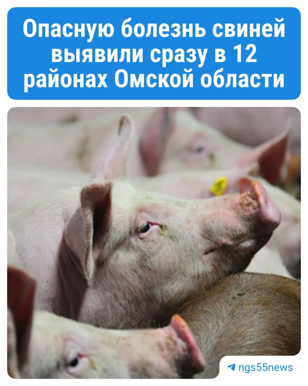 В регионе введены ограничительные меры: изъятие заражённых поголовья, карантин на 30 дней и обещанные компенсации владельцам.