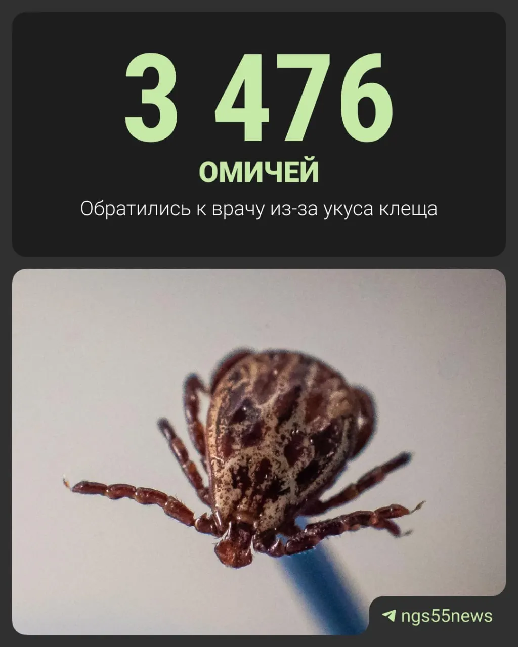 По данным Роспотребнадзора, более 3 тыс. омичей пострадали от укусов клещей; среди пострадавших — 1126 детей. В лабораторных исследованиях выявлены борррелии у 10,5% клещей, вирус клещевого энцефалита — у 1,9%, а также другие возбудители.