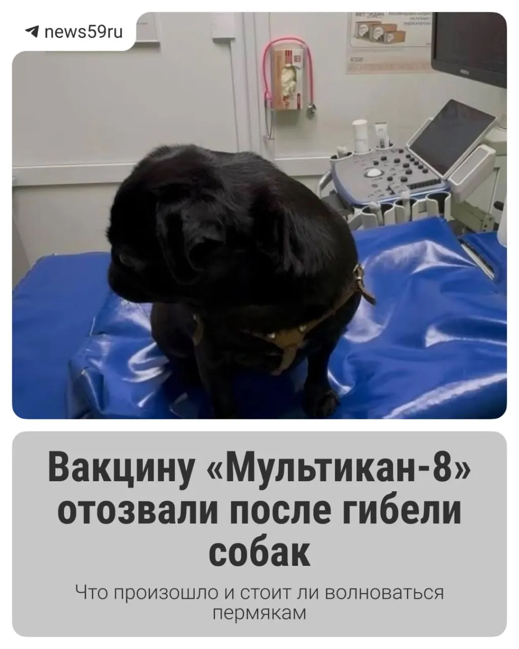 Производитель отозвал серию №20 вакцины и начал совместную проверку с Россельхознадзором. Обсуждаются последствия вакцинации животных.