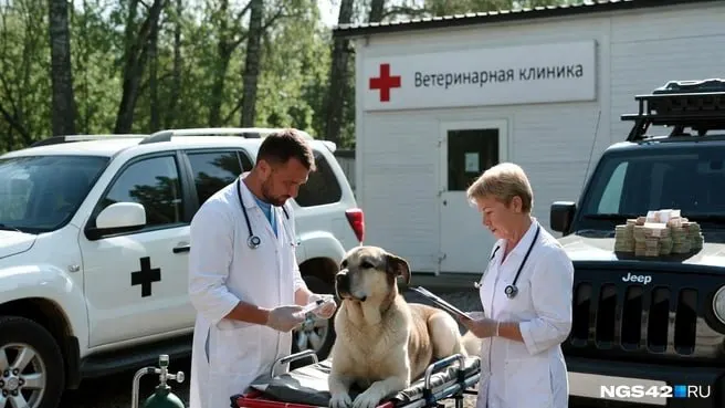 Коллектив ветстанции требует расследования конфликта с руководством после госпитализации руководителя.