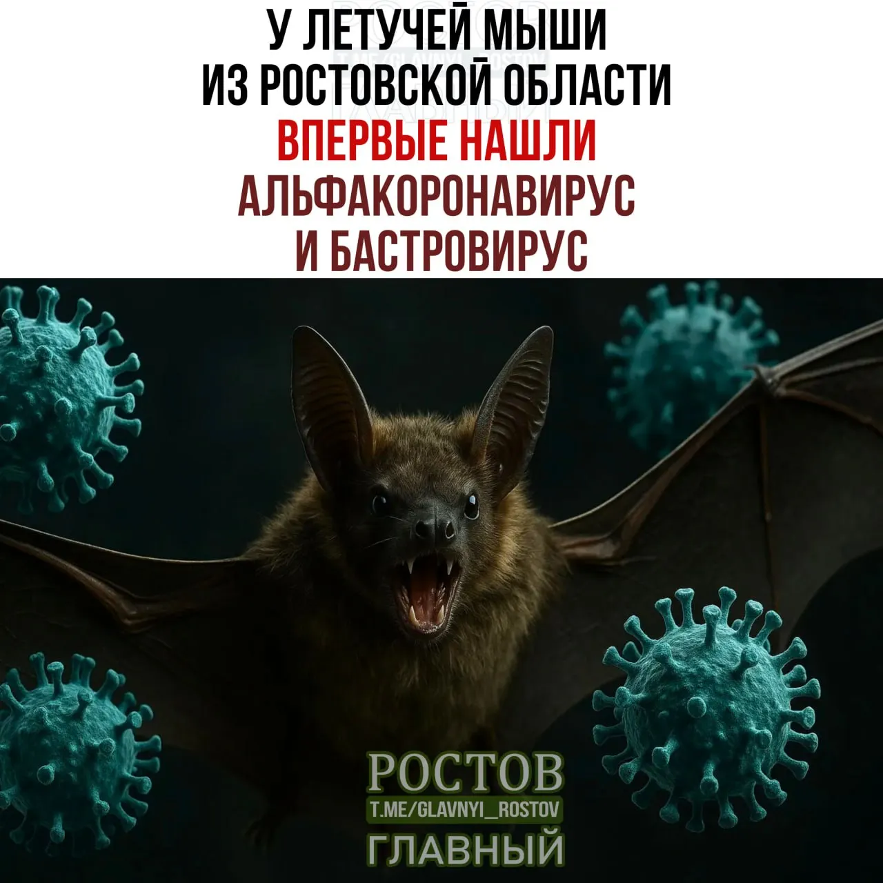 Летучая мышь стала объектом исследования на предмет альфа‑коронавируса в Ростовской области; материалы свидетельствуют о близости вируса к известным образцам и требуют дальнейшего мониторинга.
