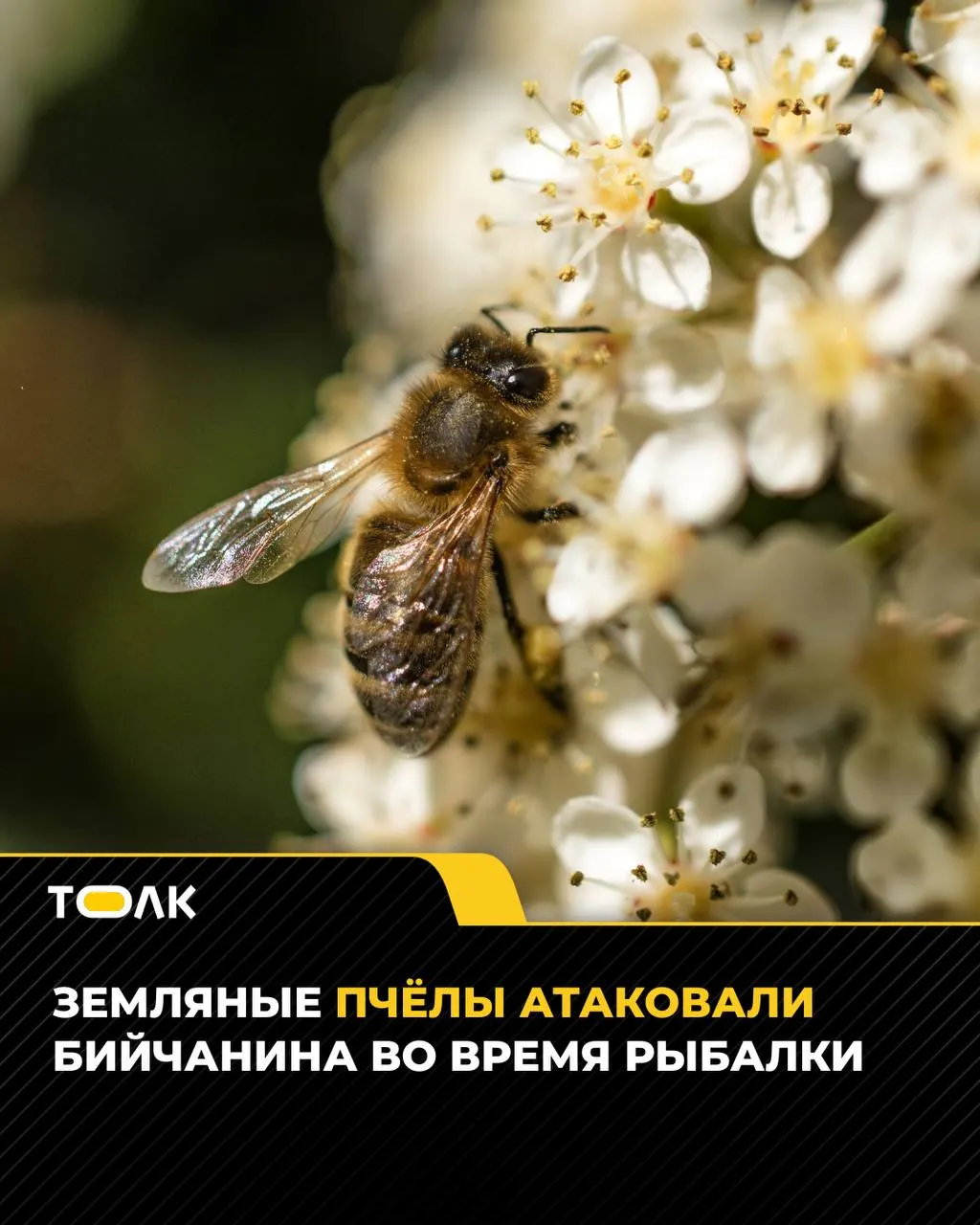 Мужчина обратился в травмпункт после укусов земляных пчёл; врачи обработали рану, сделали антигистаминный укол и предупредили о возможности аллергии.