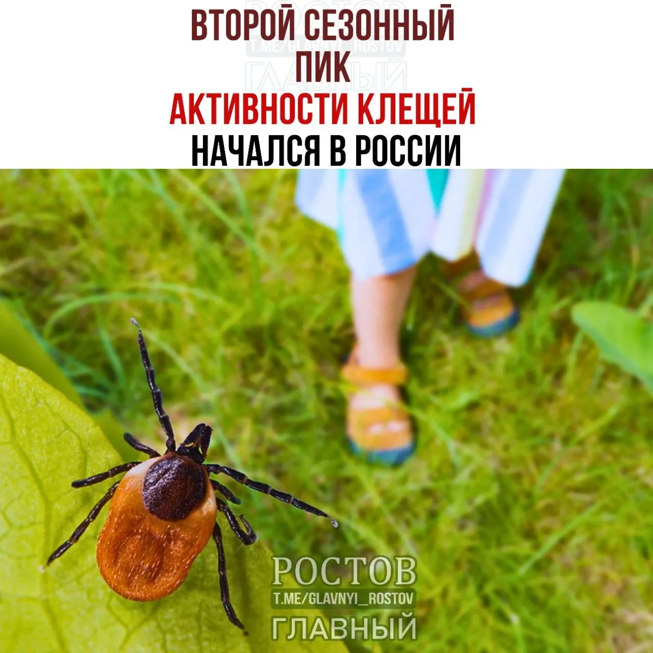 Теплая и влажная погода сохраняет активность клещей до первых устойчивых заморозков. Ношение закрытой светлой одежды, применение репеллентов и регулярная проверка кожи снижают риск укусов.
