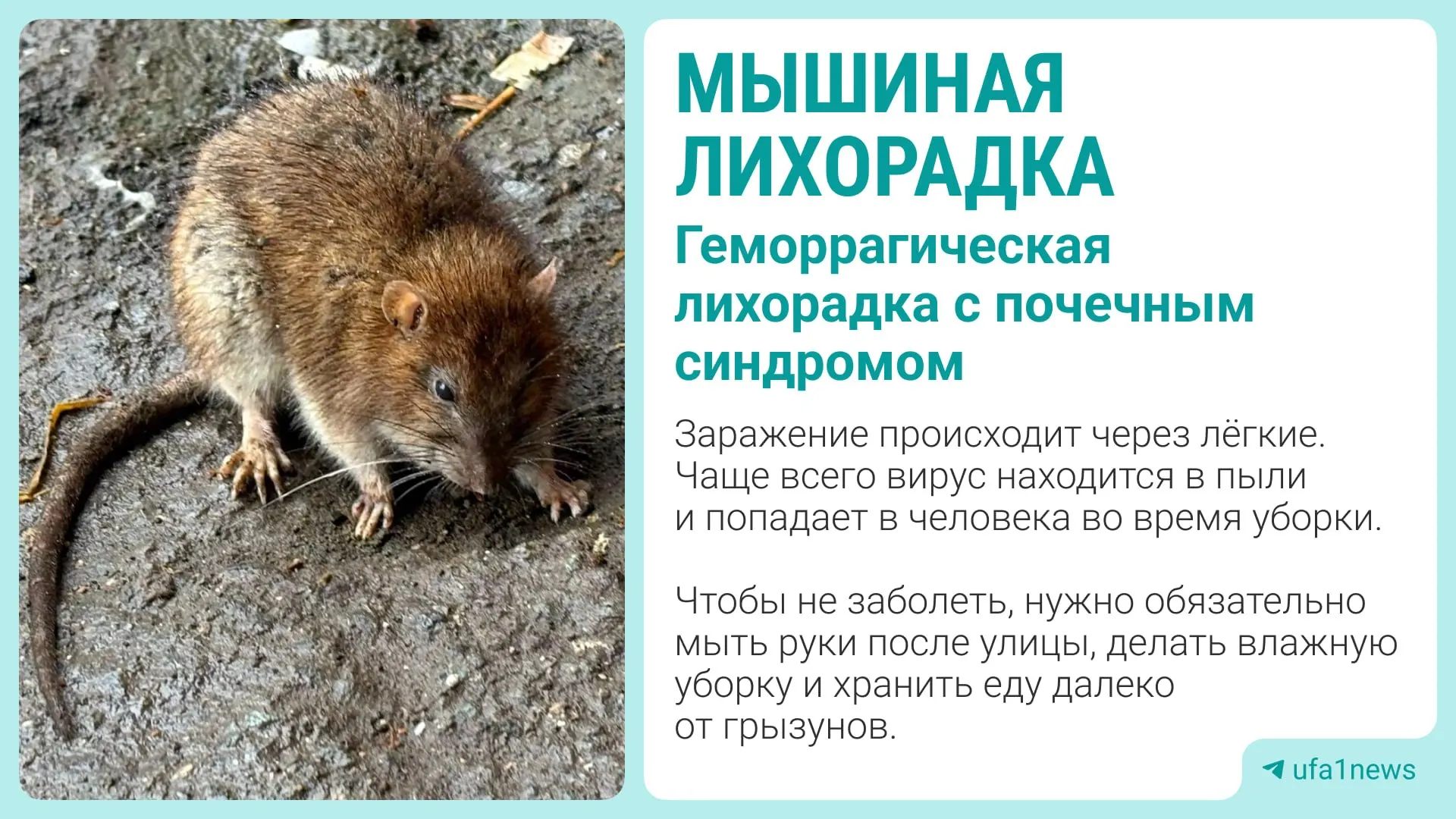Три человека в Уфе заболели мышиной лихорадкой; очаги выявлены в Орджоникидзевском районе. Вирус передаётся через выделения грызунов и может возникнуть при уборке заражённых помещений или употреблении загрязнённой пищи.