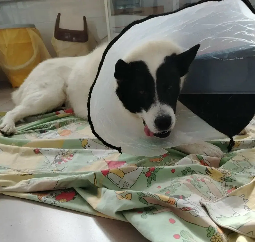 В Сортавале пес Тим пострадал от острого края забора во время конфликта с другой собакой; ветеринары оказали помощь, и специалисты призывают владельцев соблюдать осторожность с подобными заборами.