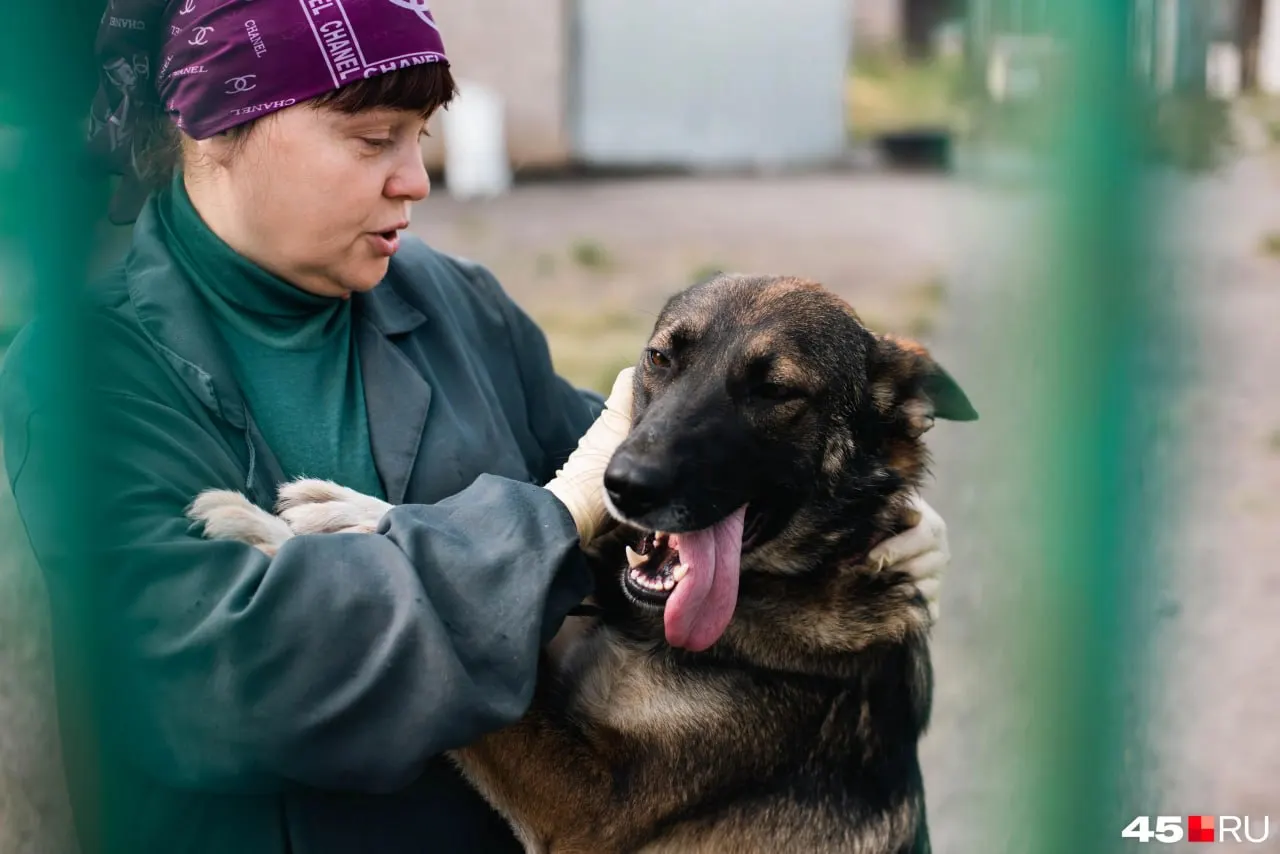 Около 60 собак, две кошки и котята живут в восточном реабилитационном центре. Основная задача — лечение и социализация, сбор средств и волонтерская помощь крайне важны.