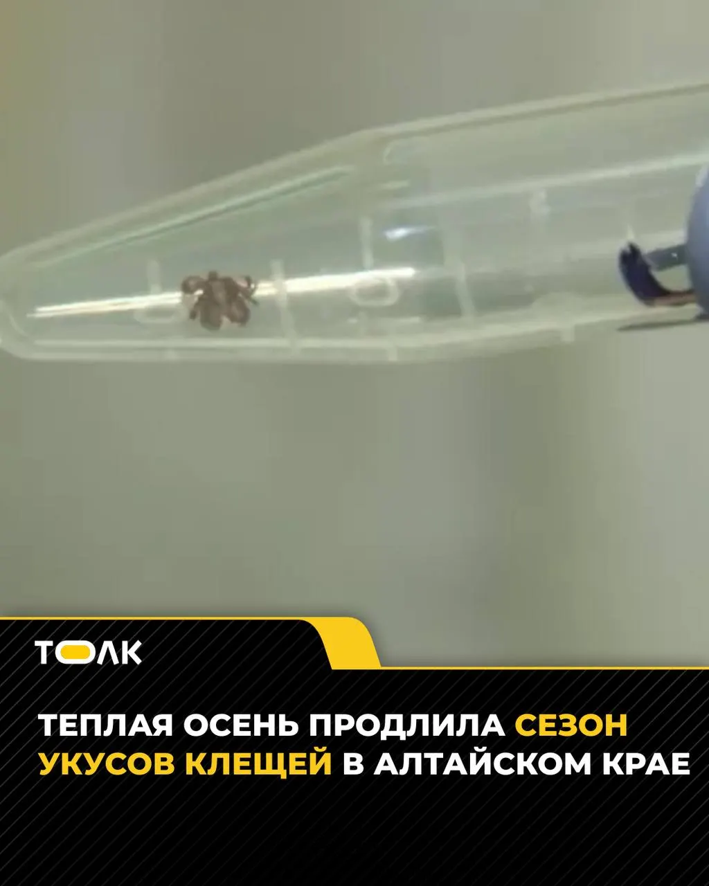 С начала сезона в медицинских учреждениях региона обратились 7,3 тыс. жителей после укусов клещей; за последнюю неделю зарегистрировано 78 новых случаев.