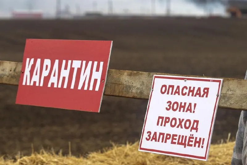 В Омской области введён карантин по бешенству после обнаружения очагов в трёх населённых пунктах; до 31 октября действует запрет на ввоз, вывоз и перемещение животных.
