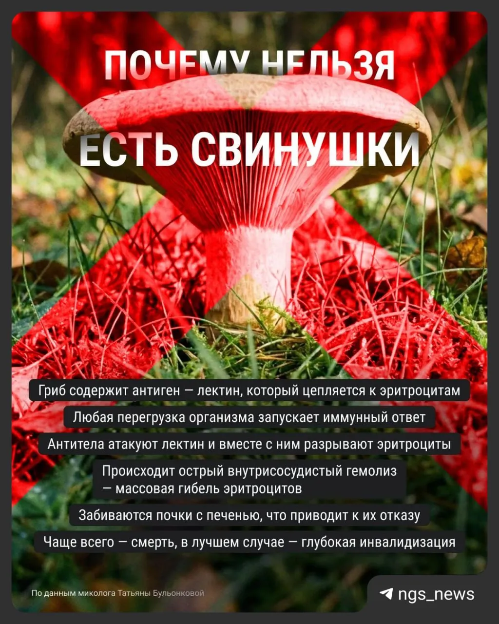 Свинушки — ядовитые грибы. Их сбор может привести к тяжелым последствиям. Узнайте риски и признаки.