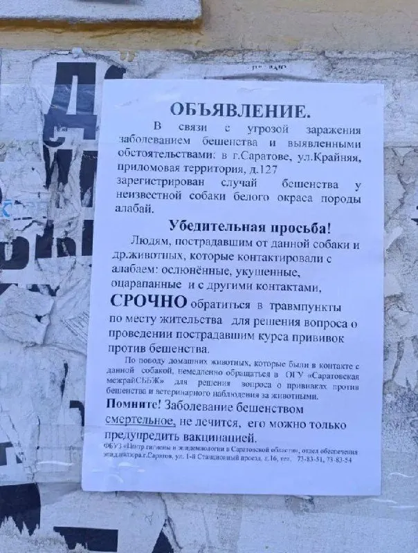 После нападения алабая в Саратове людям, контактировавшим с животным, предлагают пройти вакцинацию против бешенства. Заболевание смертельно опасно, вакцинация предотвращает заражение.