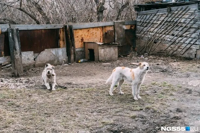 Из‑за выявления бешенства в двух населённых пунктах области вводят карантин до 21 ноября 2026 года; ограничивают перемещения животных и проведение ярмарок.