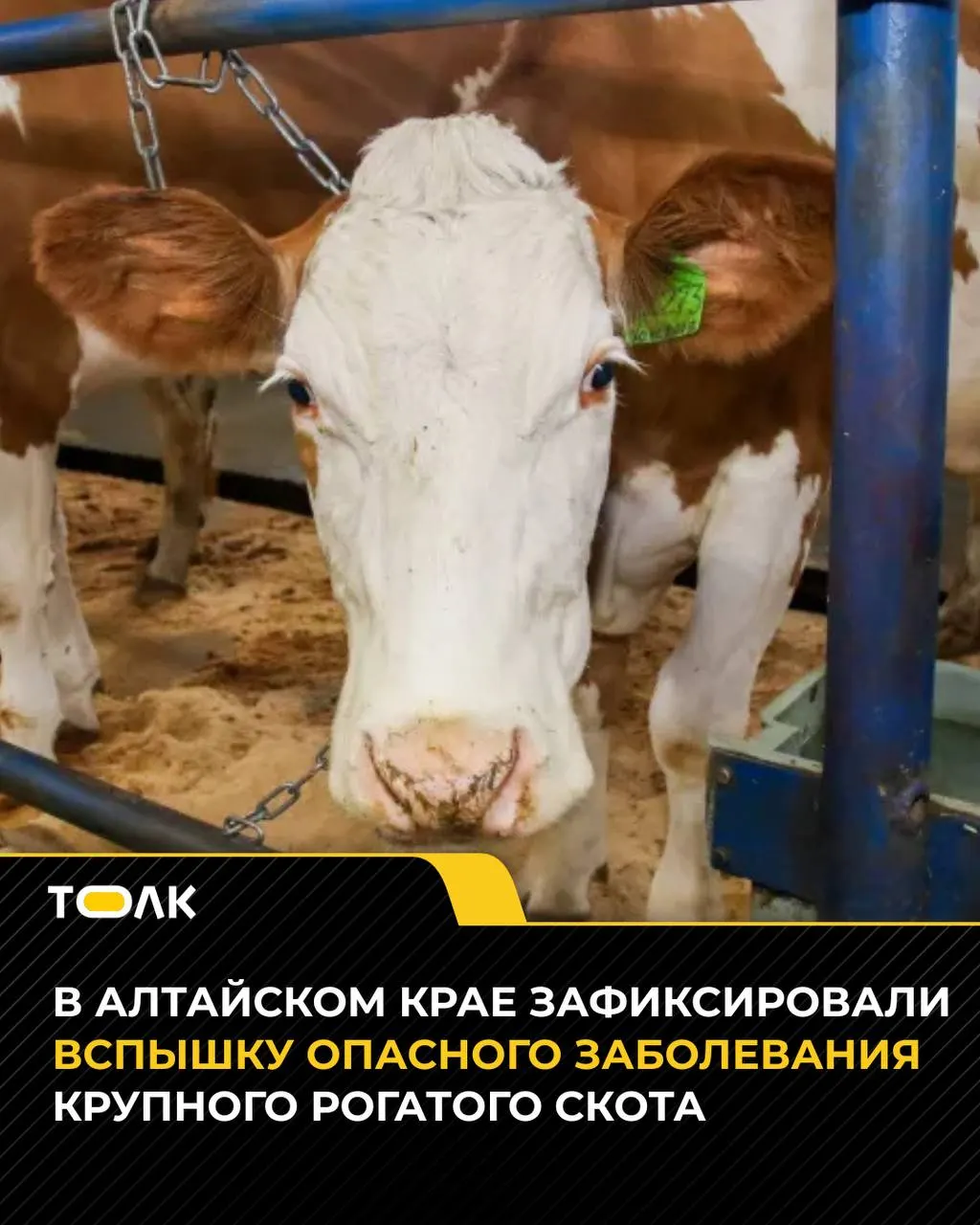 В Кытмановском районе введён карантин на молочную ферму после выявления очага лептоспироза; ограничения касаются перемещения животных.
