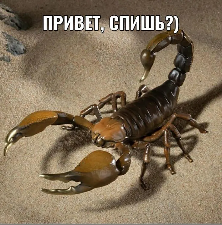 Пострадавшая доставлена в токсикологическое отделение; обследование не выявило интоксикации; по предварительным данным возможна нимфа скорпиона — молодая особь, не всегда ядовитая.
