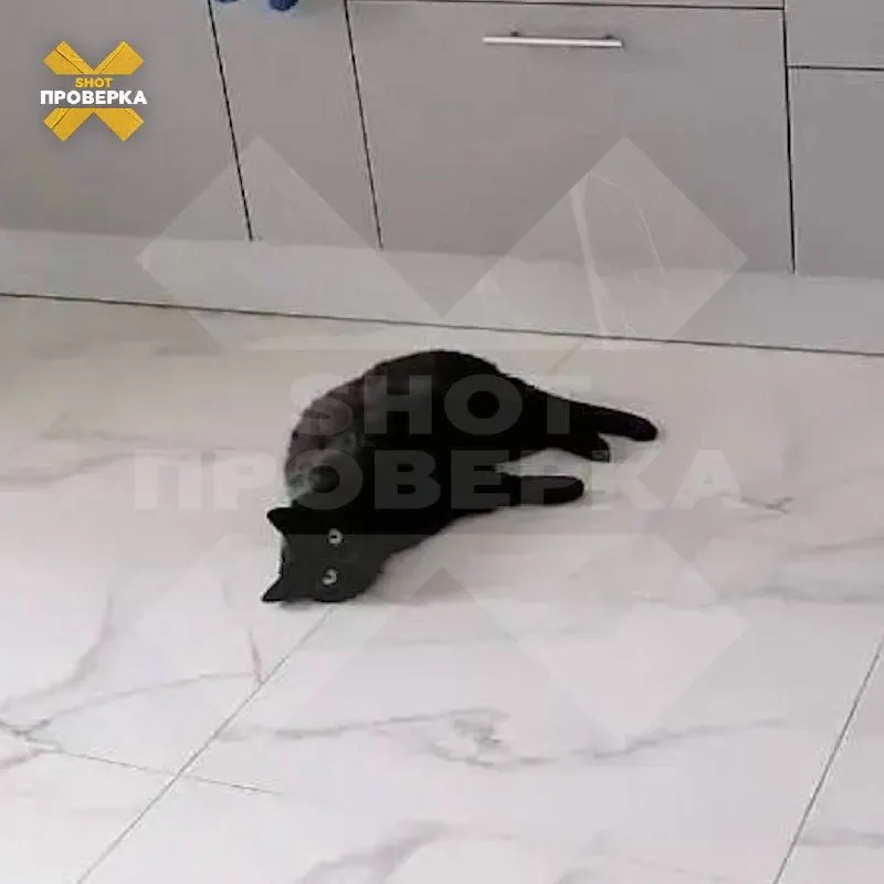 Хозяйка кошки потратила свыше 65,6 тыс. ₽ за визит ветеринара после осмотра и ряда процедур; клиника заявила, что цены устанавливают сами врачи, а сервис лишь передает заявки.