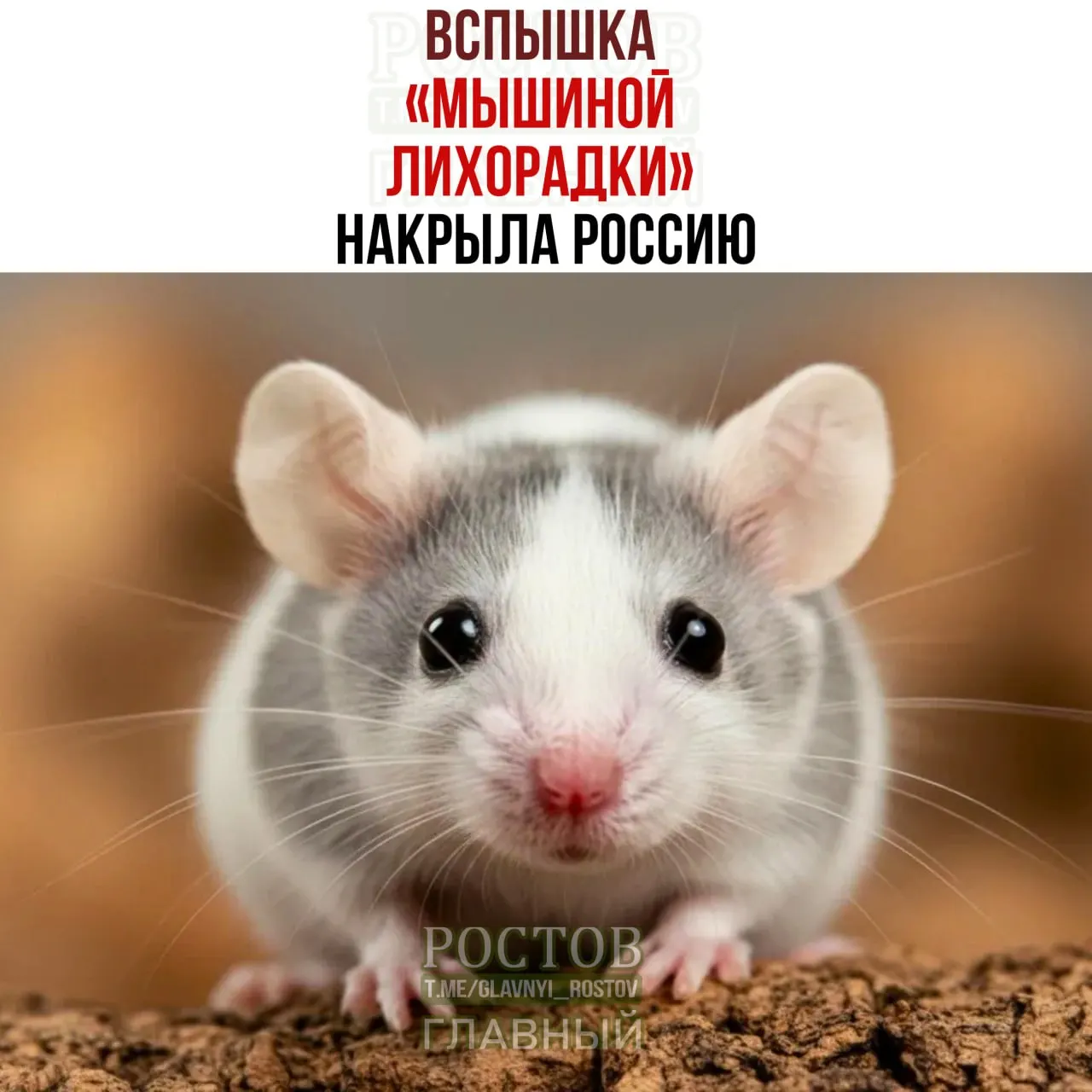 Эксперты предупреждают о реальной угрозе инфекции. В статье рассказываем о симптомах, путях передачи и мерах предосторожности.