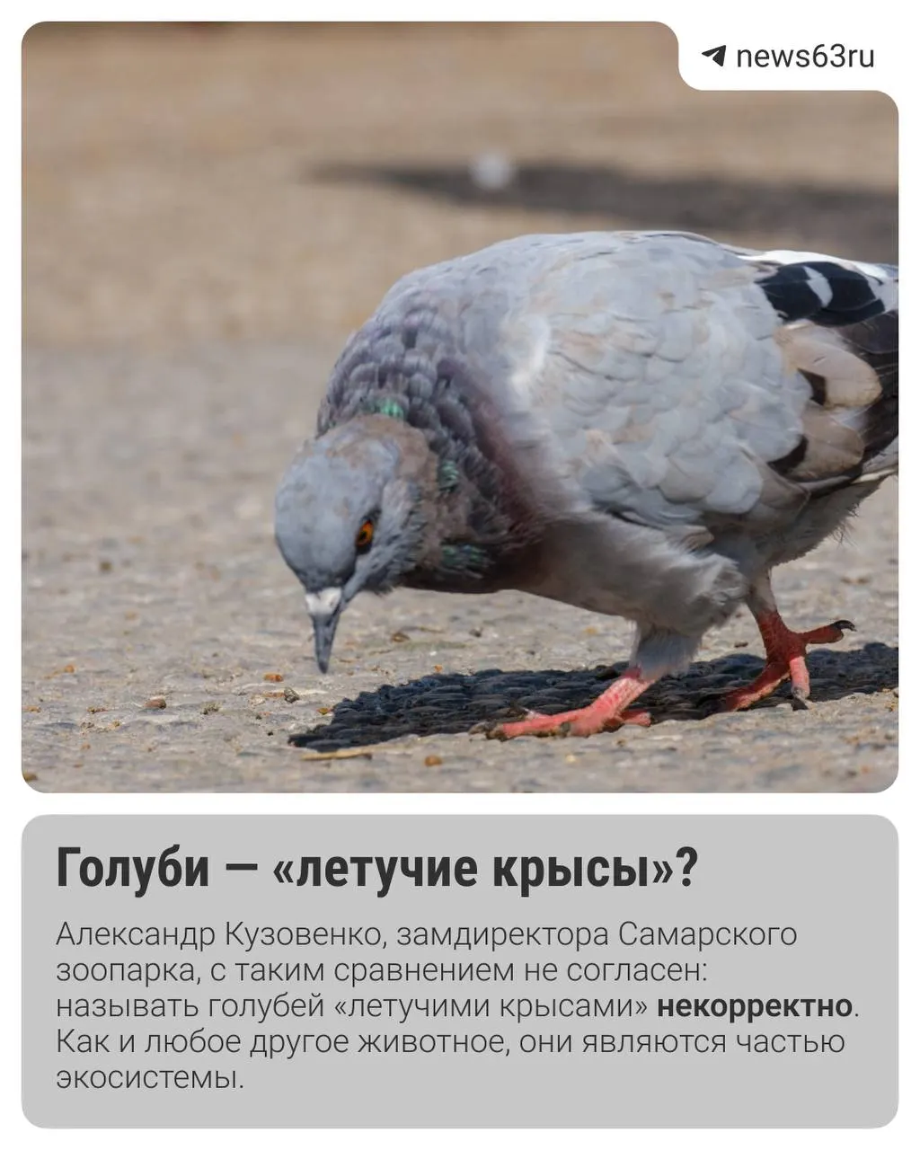 Разбираемся, действительно ли голуби представляют риск для людей и что говорят специалисты.