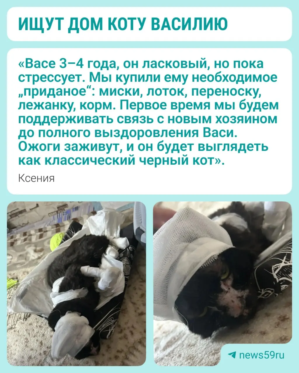 После пожара кот Василий получил шанс на выздоровление: его спасли, лечат и собирают средства на дальнейшее лечение.