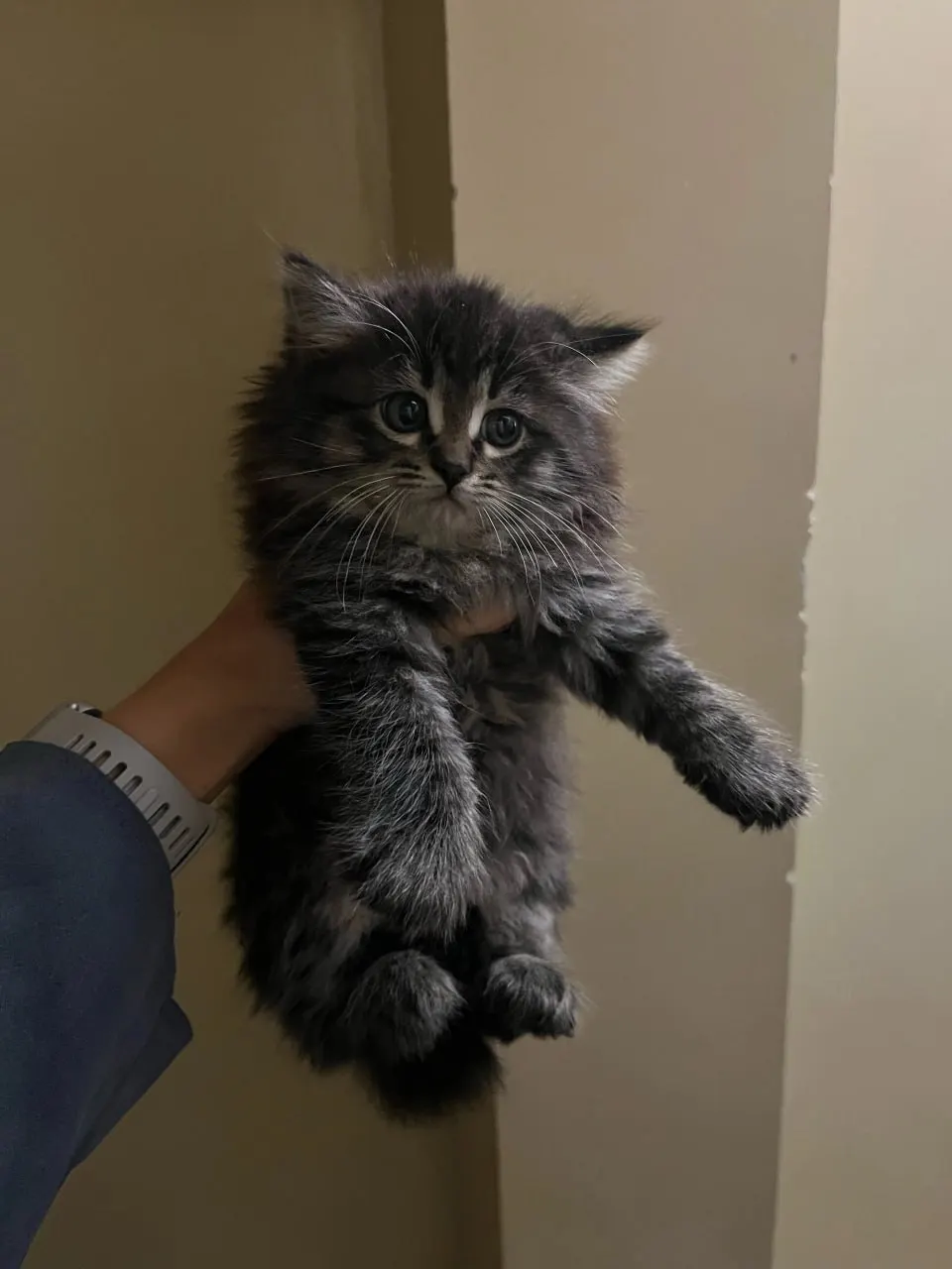 Двухмесячную кошечку нашли на Коммунальном мосту, ей поставили диагноз ушиб спинного мозга. Сейчас она на передержке и постепенно восстанавливается, ищет дом.