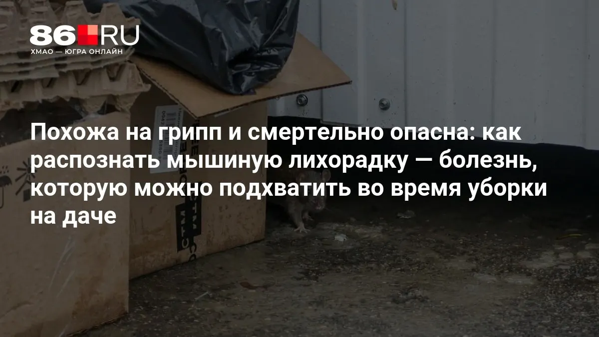 Без своевременного лечения мышиная лихорадка может привести к летальному исходу.