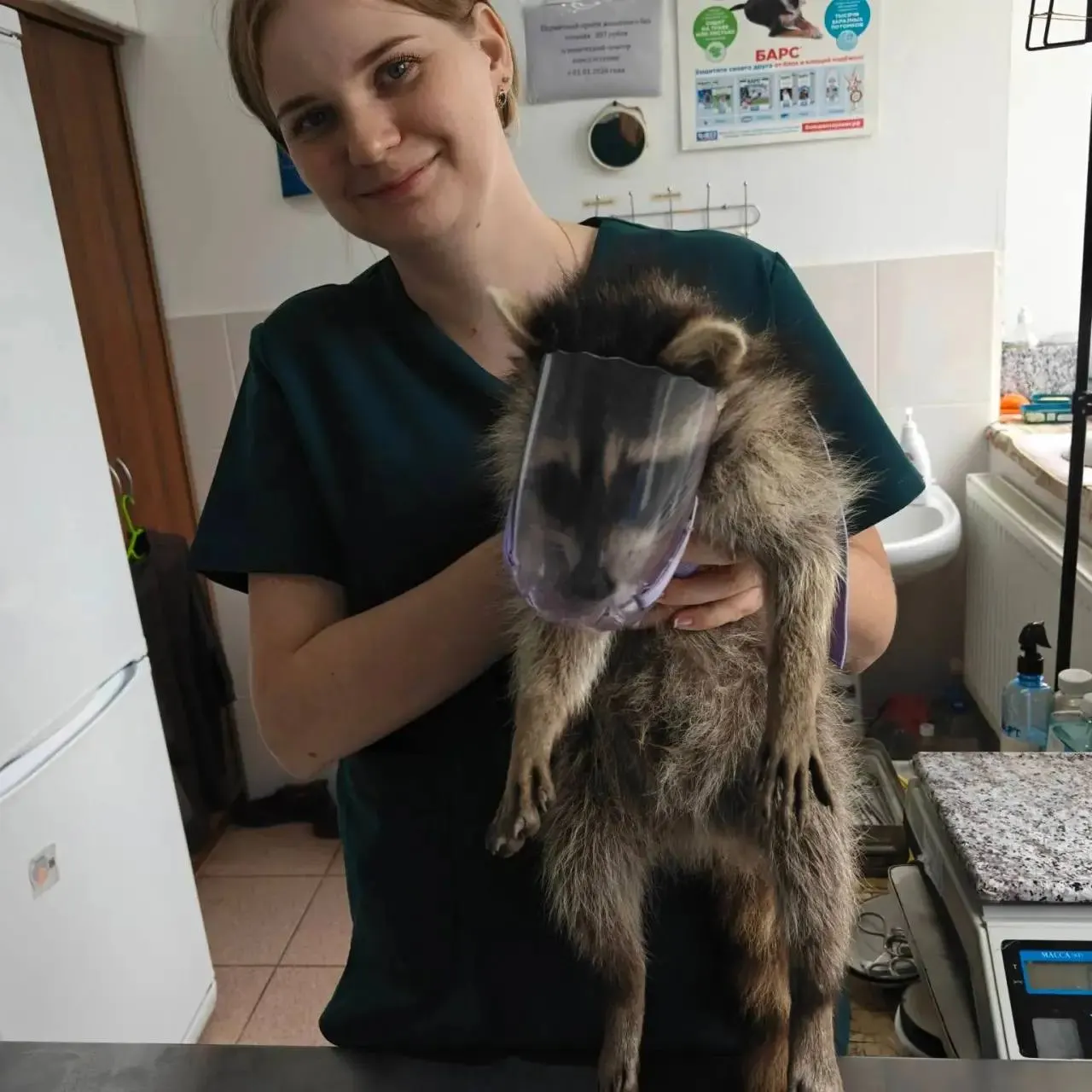 Енота нашли на обочине в тяжёлом состоянии и оперативно доставили в клинику; после обследования врачи стабилизировали состояние зверя и готовят его к реабилитации.