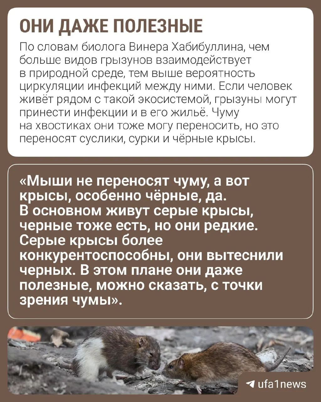 С наступлением холодов грызуны ищут укрытие в домах, погребах и банях. Разбираемся в рисках и мерах профилактики.