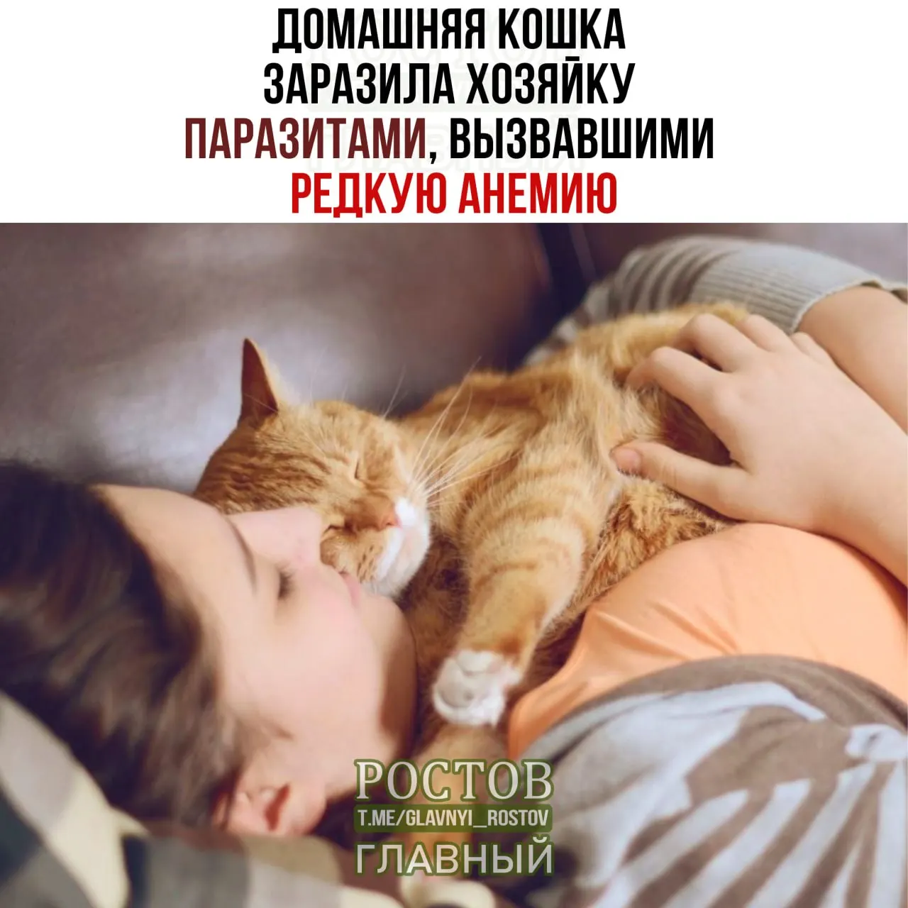 Разбираемся, как контакт с питомцами может влиять на кровяное состояние и какие меры предпринять для диагностики и лечения.