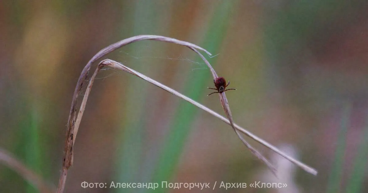 После таяния снега активность клещей снижается; при температуре около +9…+10°C паразиты уходят в спячку. Эксперт объясняет смену фаз и напоминает о мерах защиты в лесу.